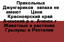 Прикольных Джунгариков, запаха не имеют!!! › Цена ­ 100 - Красноярский край, Ачинский р-н, Ачинск г. Животные и растения » Грызуны и Рептилии   
